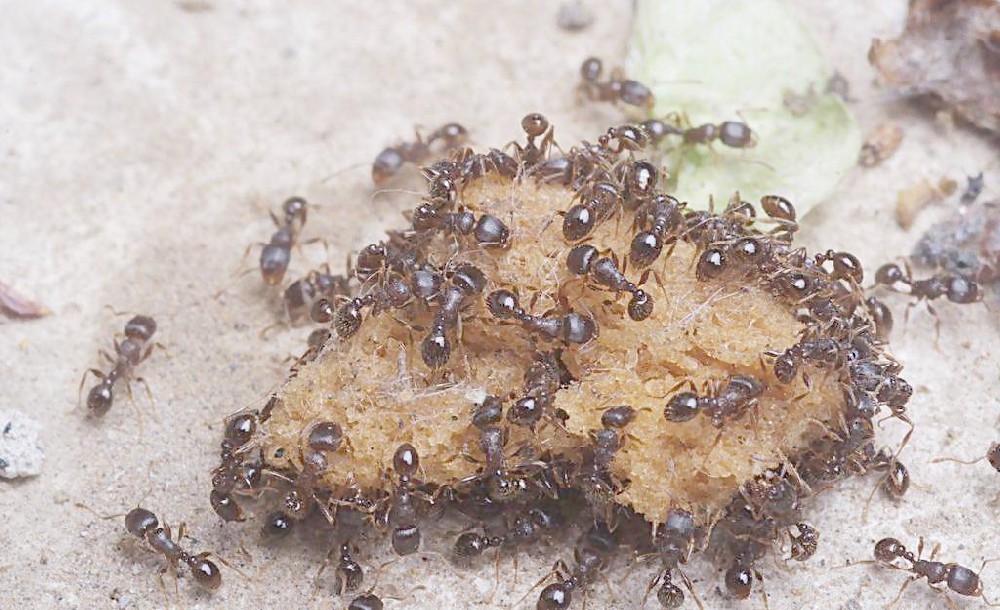 有关于毒蚂蚁咬伤人的症状及害处问题说明-清溪专业灭冶蚂蚁，清溪灭蚂蚁公司